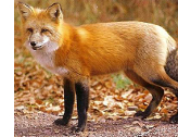 fox